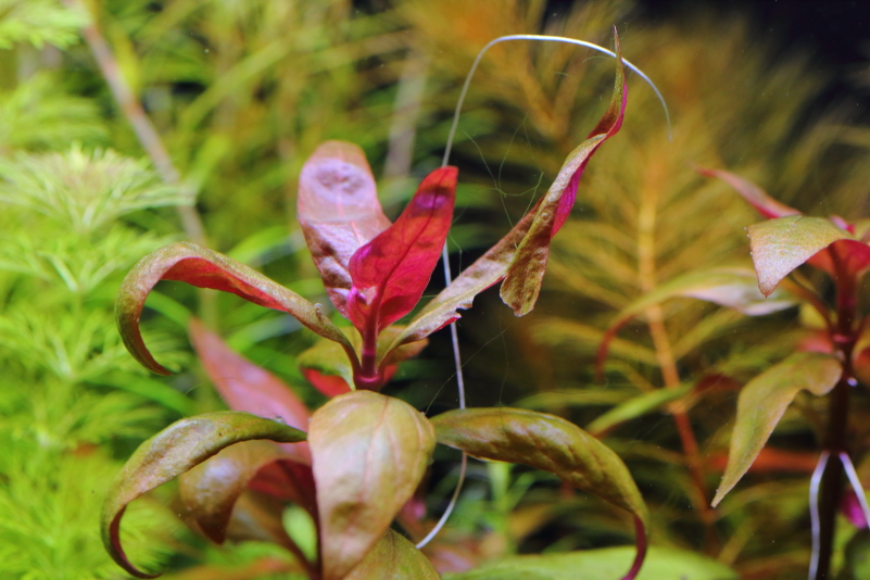 植栽から37日目　アルテルナンテラ　レインキー　リラキナ